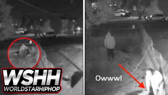 Had It Coming: German Shepherd Guard Dogs Attack Intruder!