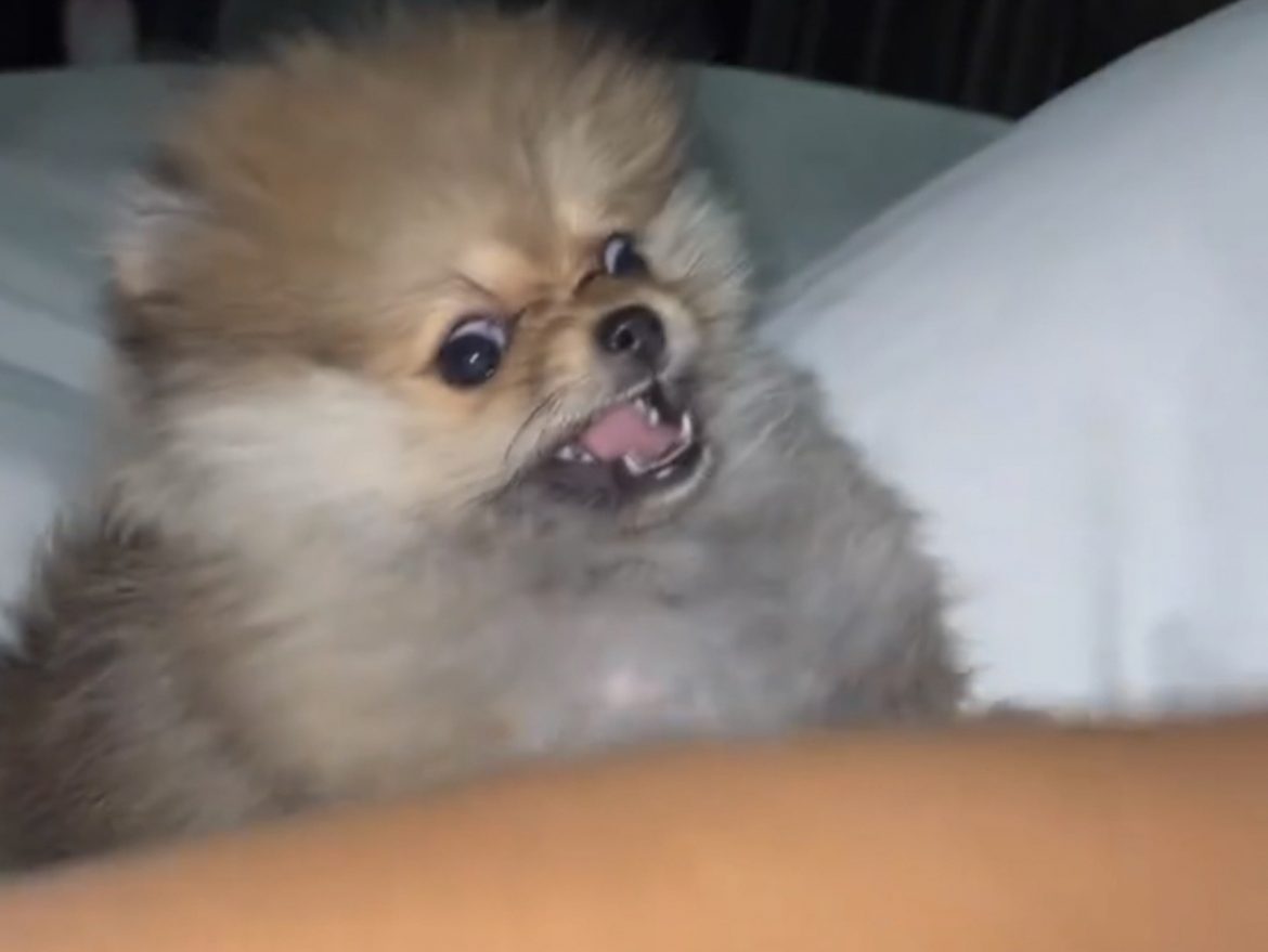 Cardi B Has The Craziest Dog You’ve Ever Seen – SOHH.com Cardi B Has The Craziest Dog You’ve Ever Seen – SOHH.com