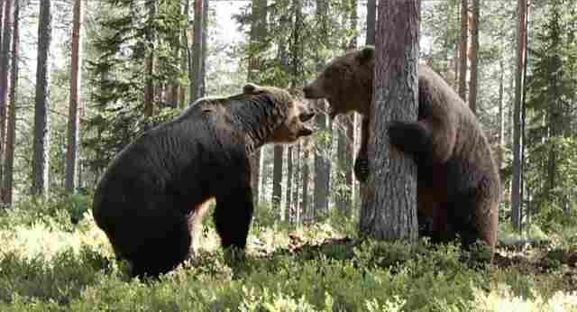 2 Bears Take Swipes At Each Other In A Spicy Territorial Battle Out In Finland!