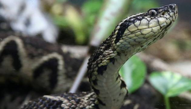 Brazilian Viper Venom Shown To Stop Covid 19 Reproduction By 75%!