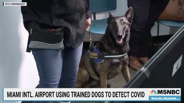 They Now Got Covid Sniffing Dogs At A Miami Airport  "The Dogs Are 97% Accurate"