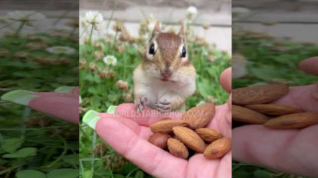 Dope: Chick Got This Chipmunk Trained To Listen To Her Commands On The Spot!