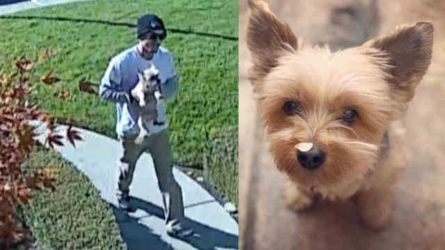 SMH: Pool Worker Kills Family’s Dog … Caught On Video Stuffing Its Body Into A Garbage Bin!