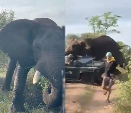 Safari Goes Horribly Wrong: African Elephant Attacks Tourists Safari Jeep!