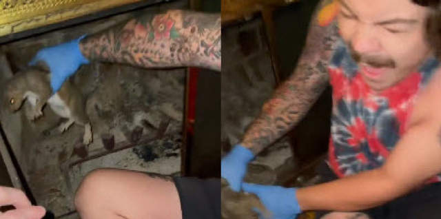 Situation Went From 0-100 Real Quick While Trying To Save A Squirrel Trapped In The Fireplace!