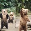 “Toss Me One Big Dawg” This Bear Must’ve Been Human In His Past Life… How Else He Learnt This?!