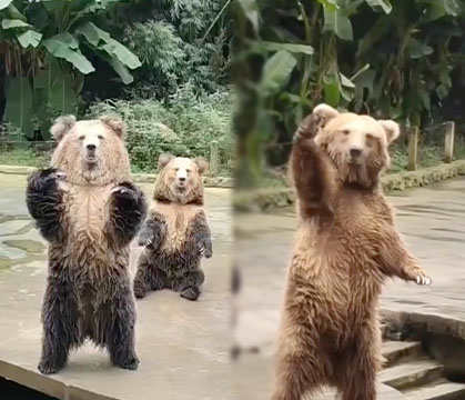 “Toss Me One Big Dawg” This Bear Must’ve Been Human In His Past Life… How Else He Learnt This?!