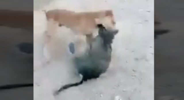 No Words: This Went From A Guy Climbing To Dogs Fighting Each Other!