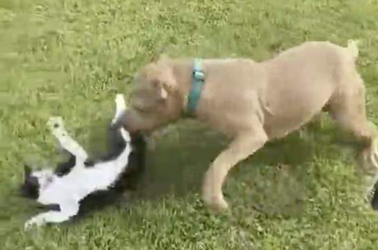 Owners Cat &amp; Dog Go At It: Dog Chases A Cat &amp; Grabs It By His Mouth Mid Air As He Tries To Climb A Tree!