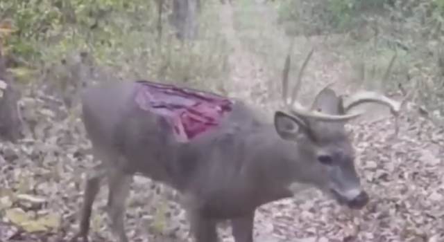 Resident Evil Deer: A Deer Was Spotted With It's Whole Back Missing!