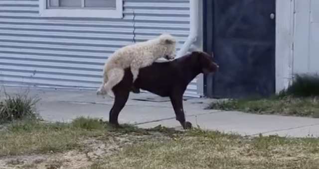 By Any Means: Dog Wanted Some Puppies &amp; Did No Matter What It Takes!