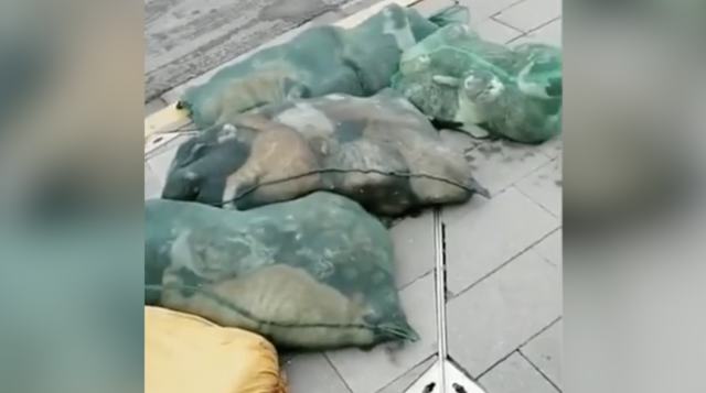 Horrible: Chinese Authorities Confiscated Live Pets Of Covid Patients &amp; Tossed Them Into Bags! (*Disturbing Footage*)