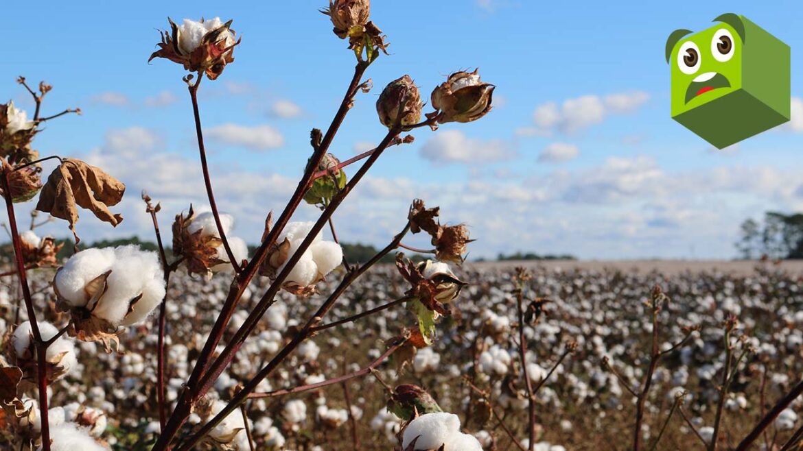 Black Students Allegedly Forced To Pick Cotton During Lesson On Slavery