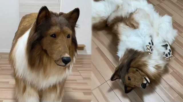 Say What? Japanese Man Spends ,000 On A Dog Costume To Fulfill Lifelong Dream Of Transforming Into An Animal!
