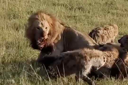 1 Lion Vs 20 Hyenas: Lion Kills A Alpha Female Hyena!