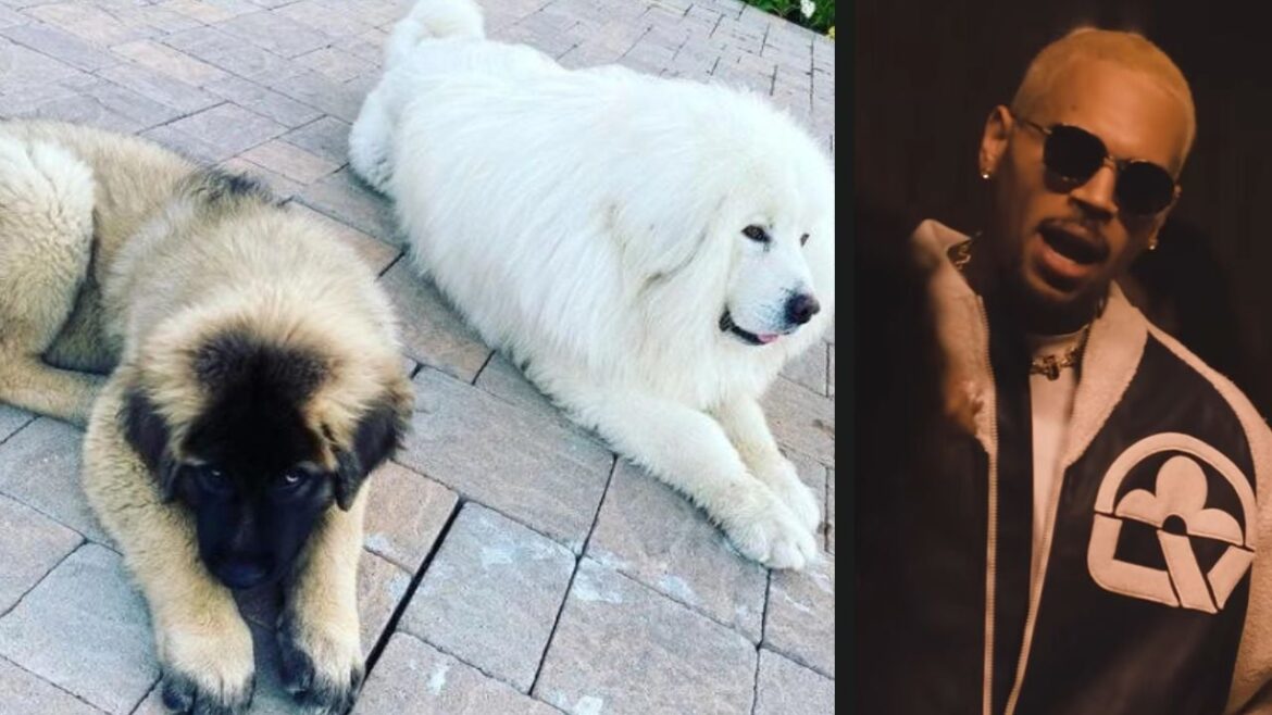 Chris Brown’s Dog Accused Of Mauling Ex-Worker’s Sister